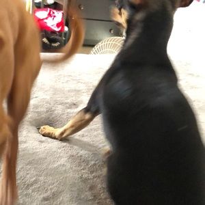 Meet your Posher, Sarai